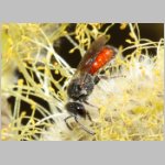 Sphecodes pellucidus - Blutbiene w002a 9mm - Sandgrube Niedringhaussee-det.jpg